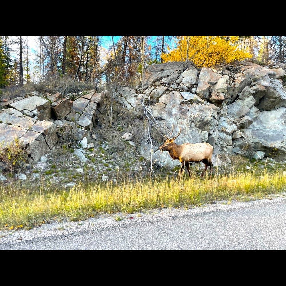 Meet your Posher, Mauie